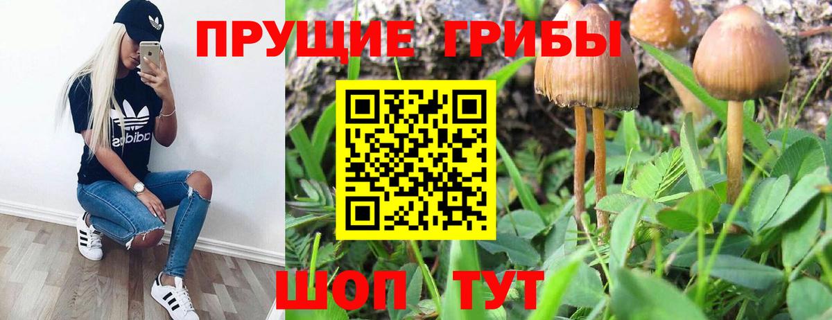 Галлюциногенные грибы GOLDEN TEACHER  Вход с VPN  Псилоцибиновые грибы MAGIC MUSHROOMS  Тамбов 